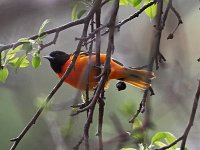 Baltimore Oriole - male -  Saratoga County, NY - 05/11/20