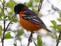 Baltimore Oriole - male -  Saratoga County, NY - 05/11/20