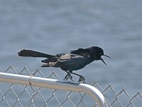 Boat-Tailed Grackle - male -  Monroe County, FL - 04/15/08