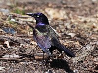 Common Grackle - male -  Saratoga County, NY - 05/21/20