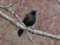 Common Grackle - male -  Saratoga County, NY - 04/17/15