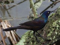 Common Grackle - male -  Saratoga County, NY - 04/01/16