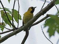 Orchard Oriole - 1st yr. male - Saratoga County, NY - 05/22/16