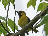 Orchard Oriole - 1st yr. male - Saratoga County, NY - 05/22/16