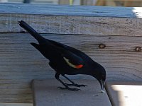 Red-Wing Blackbird - male -  Monroe County, FL - 04/25/12