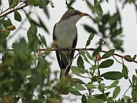 Yellow-Billed Cuckoo - Monroe County, FL - 04/22/15