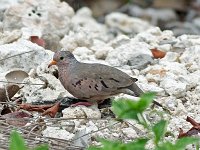 Common Ground-Dove - Monroe County, FL - 04/26/17