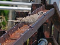 Eurasian Collared-Dove - Monroe County, FL - 05/02/14