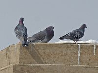 Rock Dove - Albany County, NY- 03/07/15