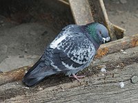 Rock Dove - Schenectady County, NY- 03/14/15
