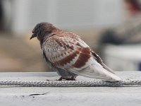 Rock Dove - Albany County, NY- 09/30/16