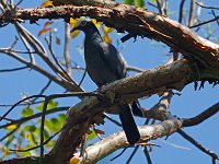 White-Crowned Pigeon - Monroe County, FL - 05/06/14