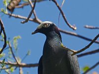 White-Crowned Pigeon - Monroe County, FL - 05/06/14