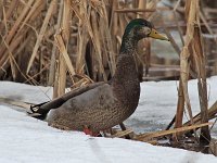 American Black Duck x Mallard Hybrid - male - Saratoga County, NY - 03/15/15