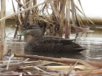 American Black Duck - Saratoga County, NY - 03/15/15