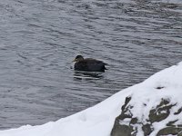 American Black Duck - Albany County, NY - 02/07/15