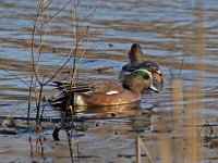 American Widgeon - male -  Saratoga County, NY - 04/05/13