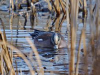 American Widgeon - male -  Saratoga County, NY - 04/05/13