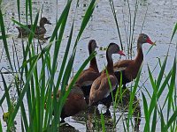 Black-Bellied Whistling-Duck - Cape May Counnty, NJ -09/14/10