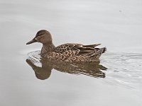 Blue-Winged Teal - female -  Saratoga County, NY - 04/09/15