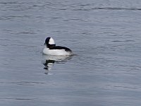 Bufflehead