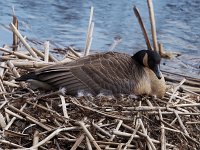 Canada Goose - Saratoga County, NY - 04/15/20