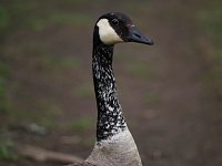 Canada Goose - Saratoga County, NY - 05/18/20