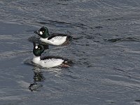 Common Goldeneye - males -  Albany County, NY - 03/08/15