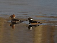 Hooded Merganser - female & male -  Saratoga County, NY - 03/30/15