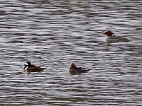 Hooded Merganser - Saratoga County, NY - 03/15/14 - Common Mergenser in bacground