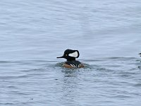 Hooded Merganser - male -  Saratoga County, NY - 02/07/15