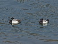 Greater (left), Lesser (right) - Albany County, NY - 03/17/15