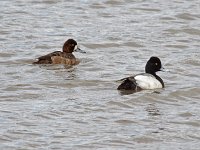 Lesser Scaup - female & male - Albany County, NY - 04/04/15