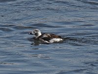 Long-Tailed Duck - male -  Albany County, NY - 03/07/15