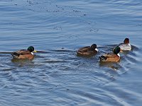 "Manky" Mallard  -  Albany County, NY - 12/31/17