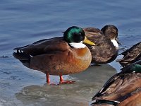 "Manky" Mallard - male & female -  Albany County, NY - 12/31/17