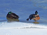 "Manky" Mallard - males -  Albany County, NY - 01/01/18