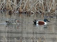 Northern Shoveler - female & male -  Saratoga County, NY - 04/03/15