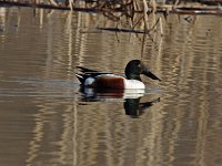Northern Shoveler - male -  Saratoga County, NY - 04/12/15
