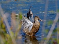 Northern Shoveler - fall male - Cape May County, NJ - 09/20/13