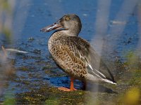 Northern Shoveler - fall male - Cape May County, NJ - 09/20/13