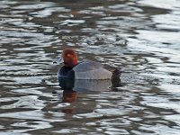 Redhead - male - Albany, NY - 03/09/15