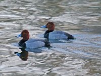 Redhead - males - Albany, NY - 03/06/15