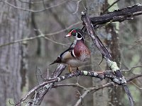 Wood Duck - male - Saratoga County, NY - 04/27/20