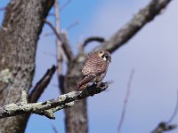 American Kestrel - Saratoga County, NY - 04/07/18