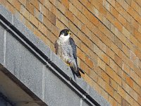 Peregrine Falcon - Albany County, NY - 01/01/18