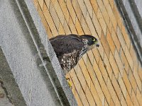 Peregrine Falcon - Albany County, NY - 02/17/15