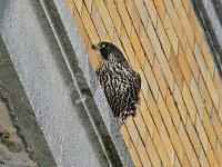 Peregrine Falcon - Albany County, NY - 02/17/15