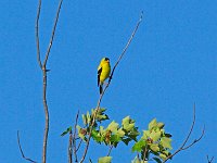 American Goldfinch - male -  Albany County, NY - 06/19/14