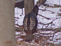 Wild Turkey - Saratoga County, NY - 02/26/05